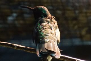 Colibri coruscans - Großer Veilchenohrkolibri (Brauner Andenkolibri, Königsmusketier)